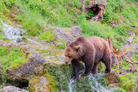 A female brown bear (Ursus arctos arctos) is walking through dense vegetation in hilly terrain,