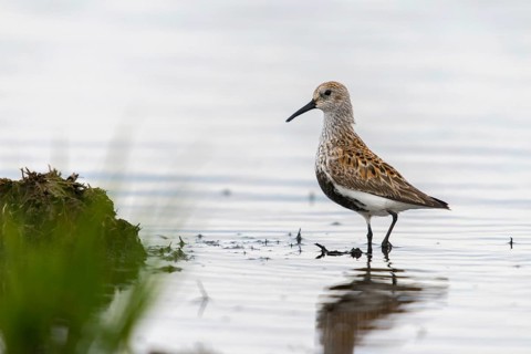 Alpine sandpipers, Calidris alpina, Dunlin, birds, breeding plumage, charadriiformes, limikolen,