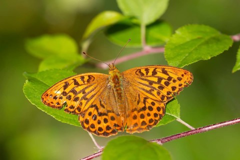 Silver-washed fritillary butterfly (Argynnis paphia) adult insect resting on a leaf in summer,