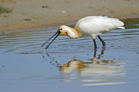 Löffler looking for food. Texel. The Netherlands Spoonbill feeding. Texel island. Netherlands