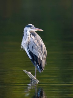 A grey heron, Ümminger See, Bochum, Ruhrpott, North Rhine-Westphalia, Germany