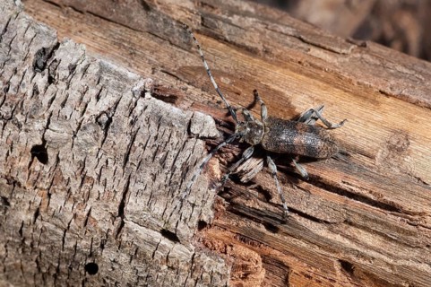 Lindenbock, Oplosia cinerea, Oplosia fennica, Deadwood Lindenbock, Beetle, Longhorn, Coleoptera,