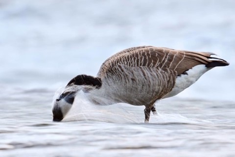 A Canada goose (Branta canadensis) foraging in the water, North Rhine-Westphalia, Germany
