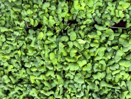 Organic radish cress, radish cress, radish seedlings (Raphanus sativus), international