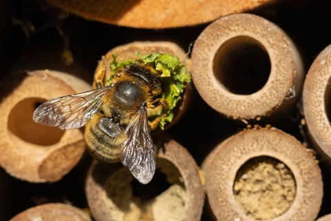 Leafcutter bee (Megachile willughbiella) adult insect building a nest in a garden bee or bug hotel