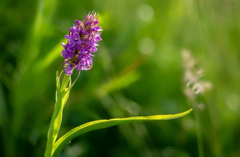 Dactylorhiza incarnata, flesh-colored orchid, orchidaceae, orchids, orchid family, stiff-leaved