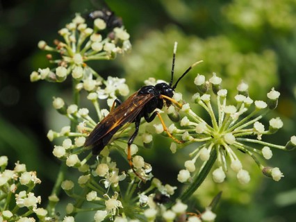 A sawfly (Tenthredo livida) on a flower with small white inflorescences, Goms, Canton of Valais,