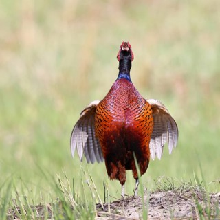 Pheasant, common pheasant (Phasianus colchicus), adult male bird uttering a courtship call in a