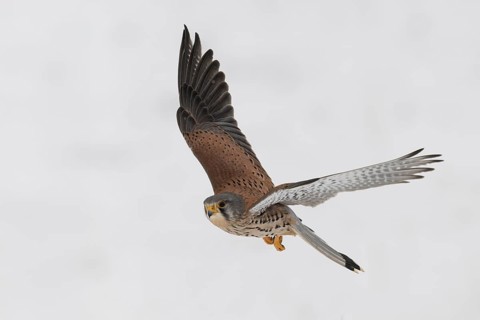 Kestrel (Falco tinnunculus) in the snow, Bitburg, Rhineland-Palatinate, Germany