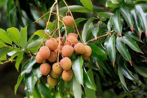 Lychee tree (Litchi chinensis), lychee tree, fruit, ripe, on the tree, foliage, Monzi,