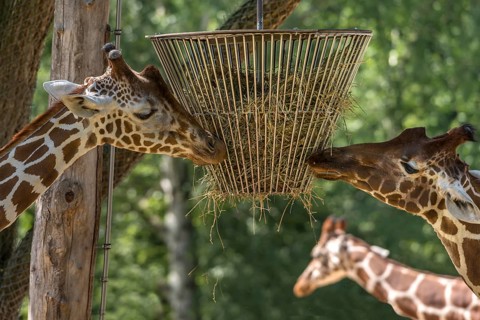 Two reticulated giraffes (Giraffa reticulata) at the feeding trough, Nuremberg Zoo, Middle