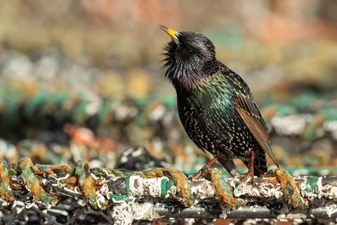 European or Common starling (Sturnus vulgaris) adult bird singing on a lobster pot in a harbour,