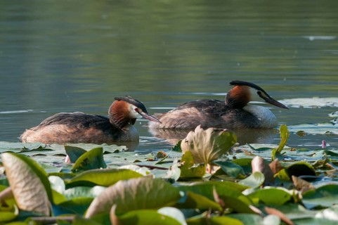 Great crested grebes, podiceps cristatus, birds, grebes, podicipedidae, divers, birds, waterbirds,