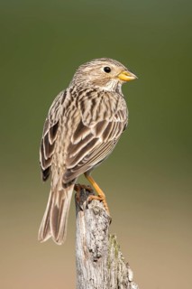Brandenburg, Corn Bunting, Germany, Emberiza Calandra, Corn Bunting, Miliaria Calandra, Nabu, Nabu