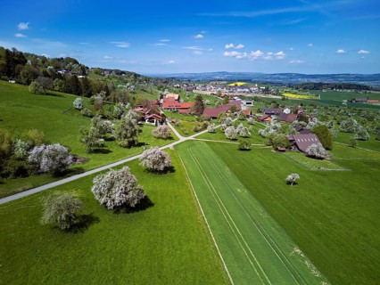 Flowing fruit trees in the hamlet of Wiggwil, Beinwil, Freiamt, Canton of Aargau Switzerland