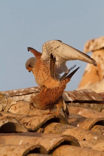 Lesser Kestrel (Falco naumanni), pair mating, Castile-La Mancha