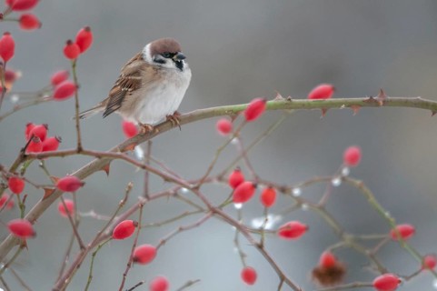 Tree Sparrow, Dog Rose, Passer Montanus, Rosa Canina, Rosaceae, Rose Family, Sparrow, Autumn,