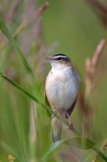 Acrocephalus Schoenobaenus, Sedge Warbler, Birds, High Size, Portrait, Passeri, Songbirds, Birds,