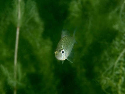 A juvenile pumpkinseed sunfish (Lepomis gibbosus) swims amongst dense underwater vegetation at the