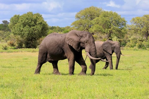 African elephant (Loxodonta africana), adult, two, running, foraging, Kruger National Park, Kruger