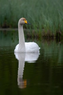 Cygnus Cygnus, Sweden, Singing Swan, Whooper Swan, Anatidae, Birds, Duckbirds, High Size, Portrait,