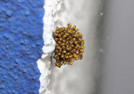 Garden cross spider, garden cross spider, garden cross spiders (Araneus diadematus), young animals