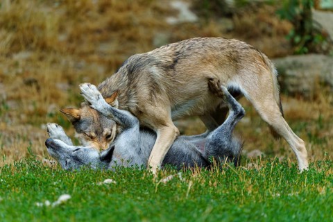 Timberwolf, wolf, American wolf (Canis lupus lycaon), Germany, two wolves playing in the grass, one