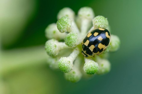 14-spotted ladybeetle, fourteen-spotted ladybeetle, propylea 14-punctata, propylea
