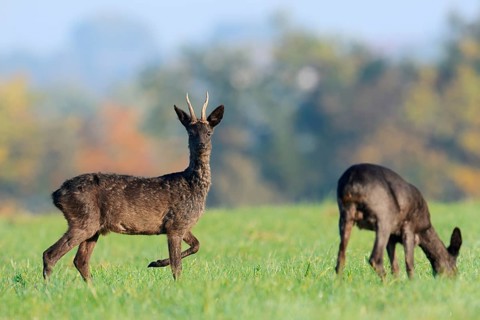 European roe deer (Capreolus capreolus), black roe deer, roebuck and doe in autumn, Lower Saxony,