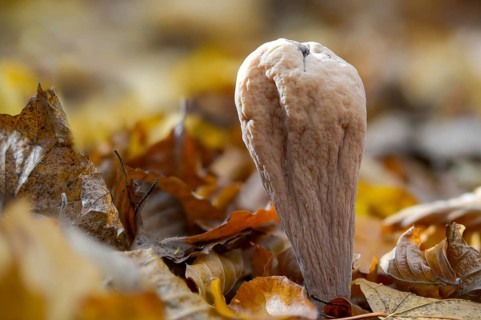 Clavariadelphus pistillaris, large Hercules leg, Hercules leg, common club coral, fungi, fungus,