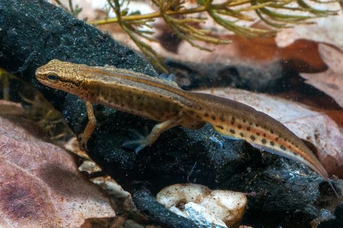 Threaded newt, Lissotriton helveticus, palmate newt, Triturus helveticus, amphibians, amphibians,