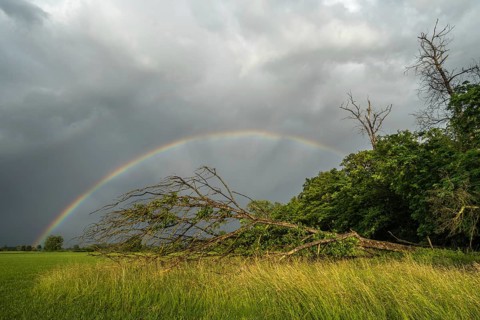 A rainbow appears in a cloudy sky over a field. A tree has fallen down and testifies to the