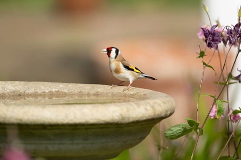 European goldfinch (Carduelis carduelis) adult garden bird on a water bird bath, England, United
