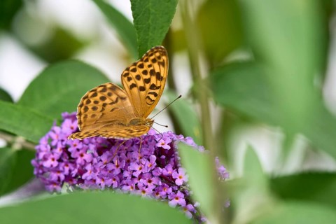 Silver-washed Fritillary (Argynnis paphia) butterfly Feeding on Purple Buddleia Flower with Soft