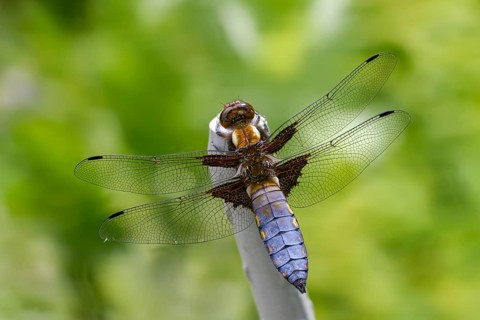 Broad-Bodied Chaser, Libellula Depressa, Flatbelly, Anisoptera, Dragonflies, Insects, Dragonflies,