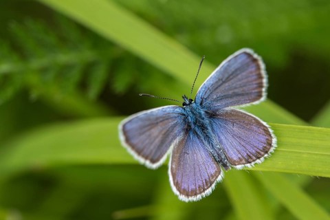 Damon blue, large esparset blue, polyommatus damon, striped blue, white dagger blue, butterfly,