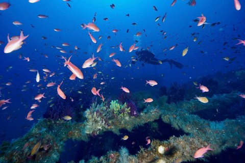 A diver swims through colourful schools of Mediterranean anthias (Anthias anthias) above a