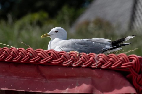 Common Gull (Larus canus) nesting on a beach chair, Schleswig-Holstein, Germany