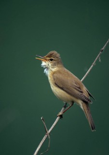 Acrocephalus palustris, marsh warbler, birds, song, high size, portrait, leo, male, male, passeri,