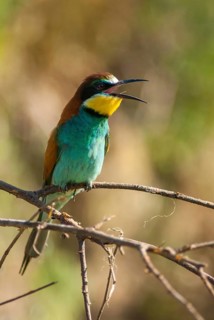 Bee-eaters, bee-eaters, coraciiformes, merops apiasters, birds, Bulgaria, high size, portrait