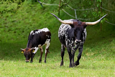 Texas longhorn eating cow and beef in meadow, Meienberg, Canton of Aargau, Switzerland