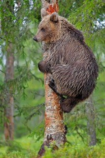 Young brown bear climbing on a tree Young brown bear climbing on a tree