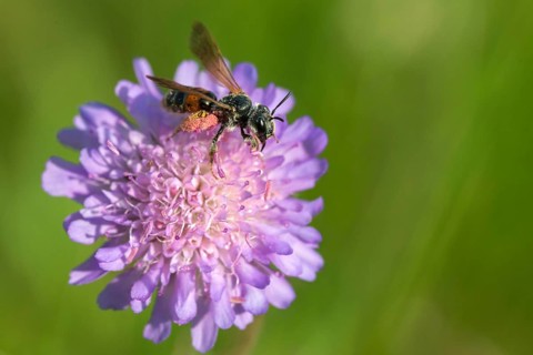 Andrena hattorfiana, apidae, bees, hymenoptera, crumpet sand bee, large scabious mining bee, sand