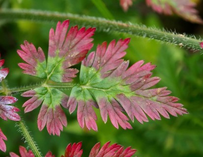A close-up of green leaves with pink tips of cow parsley (Anthriscus sylvestris) showing details