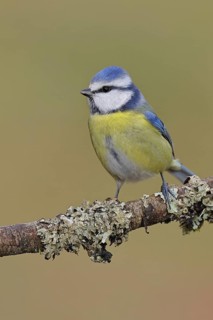 Blue Tit (Parus caeruleus), perched on a branch covered in lichen, Wilnsdorf, North