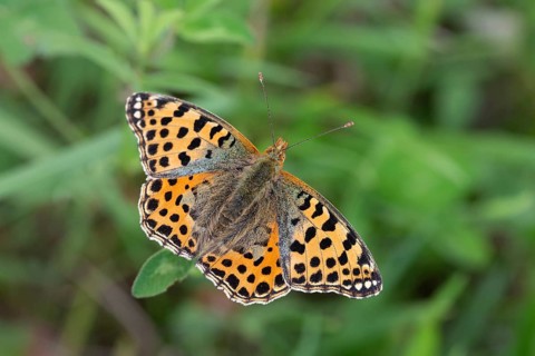 Argynnis Lathonia, Issoria Lathonia, Little Mother of Pearl Butterfly, Queen of Spain Fritillary,