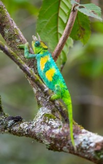 Three-horned chameleon (Trioceros jacksonii), male, between leaves on a branch, Bwindi Impenetrable
