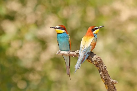 European bee-eater (Merops apiaster) two animals sitting on a branch, pair of animals, Lake