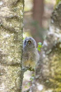 One young long-eared owl (Asio otus), sitting on a branch of a tree. Green vegetation in the