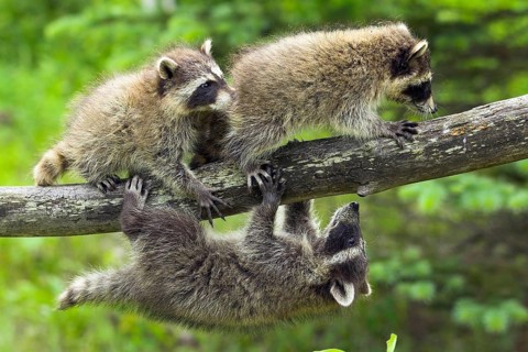 Raccoon (Procyon lotor), Minnesota, USA: Three playful raccoons are balancing and climbing on a